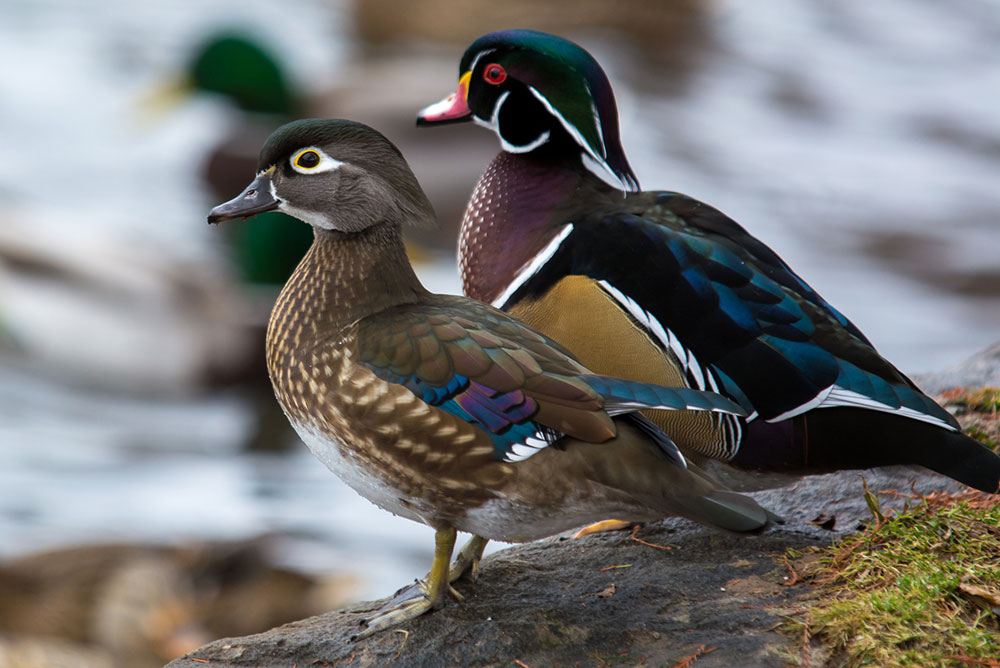 Wood-Duck-Prettiest-Birds