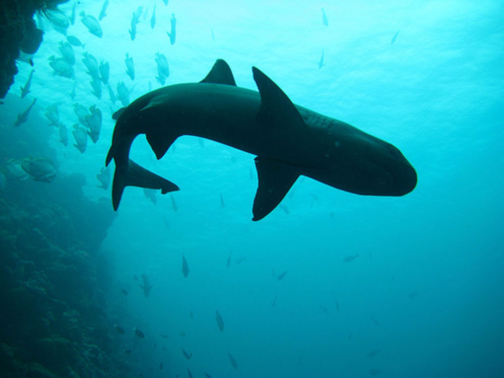 Borneo Shark - Endangered Shark Species