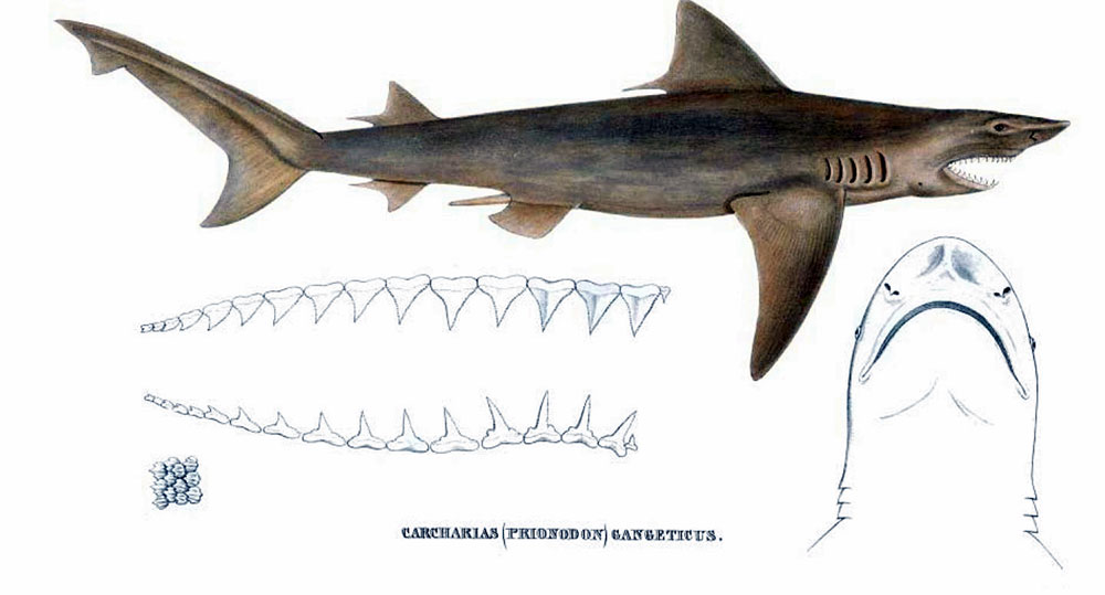 Ganges Shark - Endangered Shark