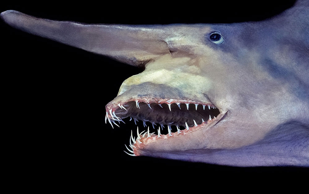 Goblin Shark - Shark Breeds