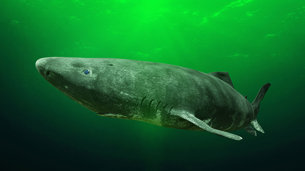 Greenland Shark - Shark Species