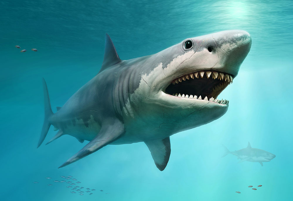 Megalodon - Ancient Sharks