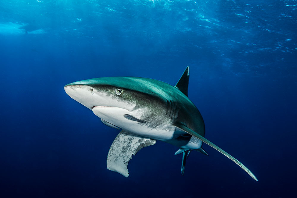 Oceanic White Tip Shark - How Many Types of Sharks Are There