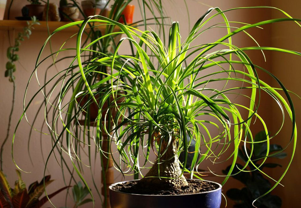 Ponytail Palm Indoor Succulent