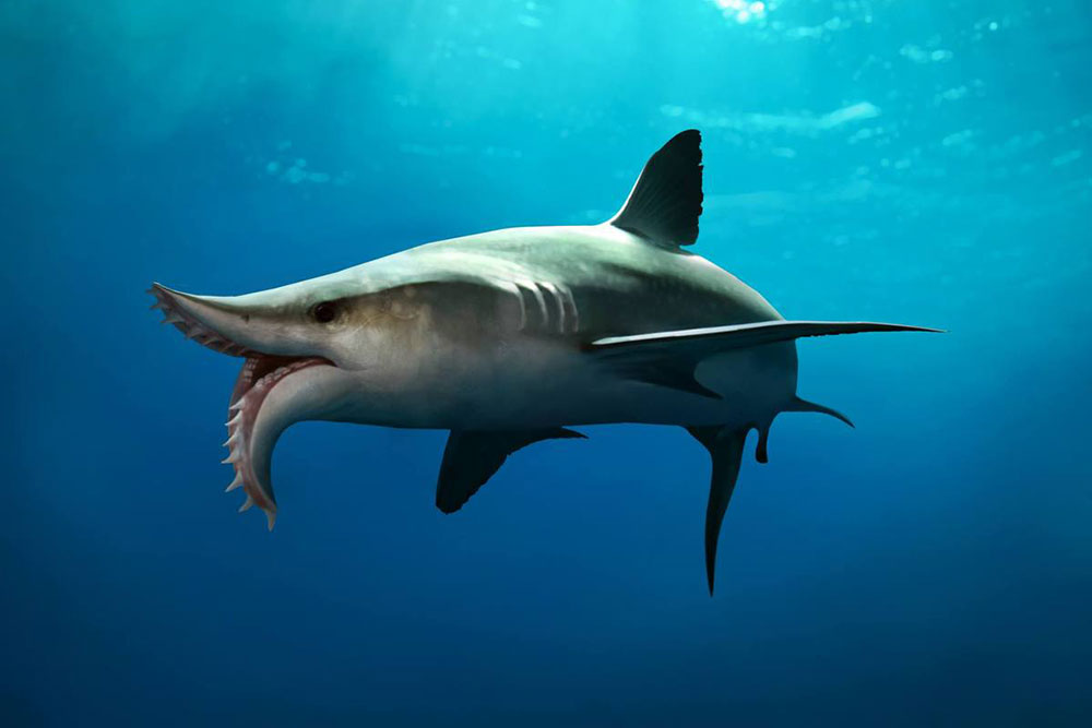 Scissor Toothed Shark - Every Shark Species