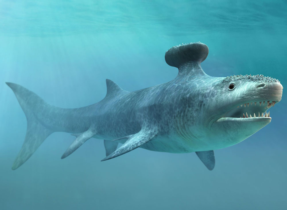 Stethacanthus - Types of Extinct Shark