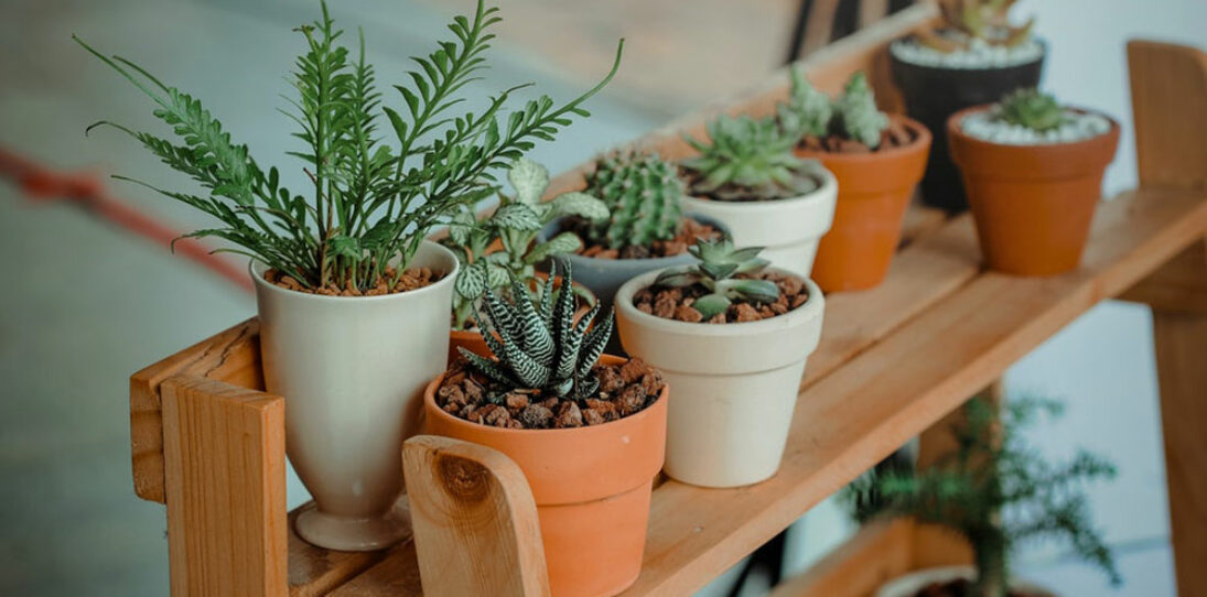 Types of Succulents