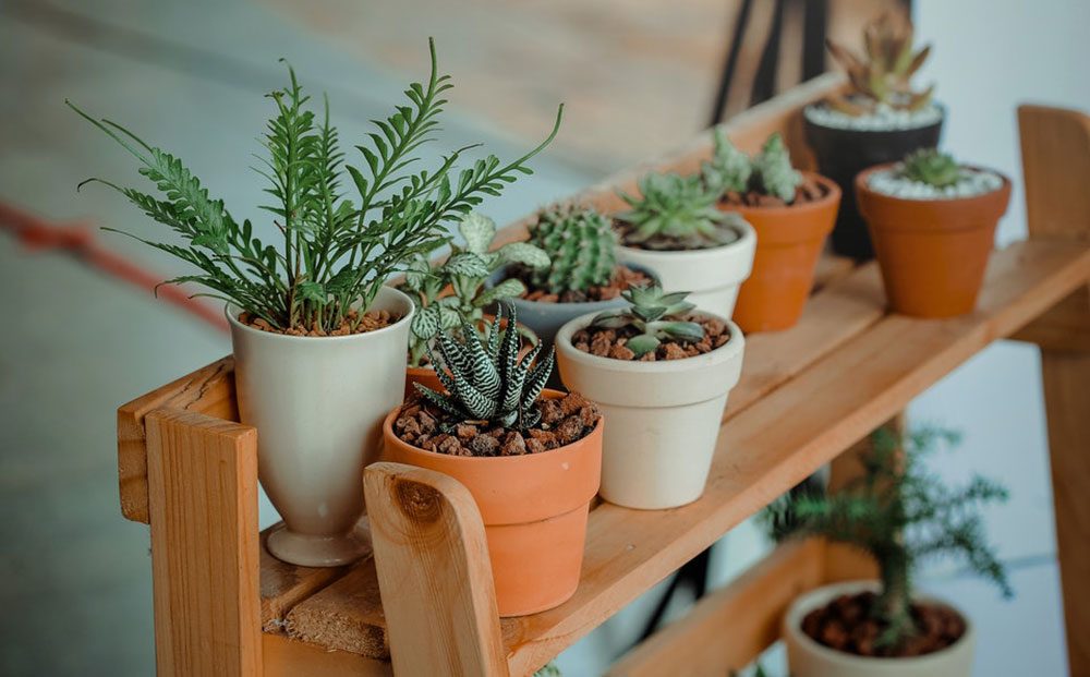 Types of Succulents to Grow at Home