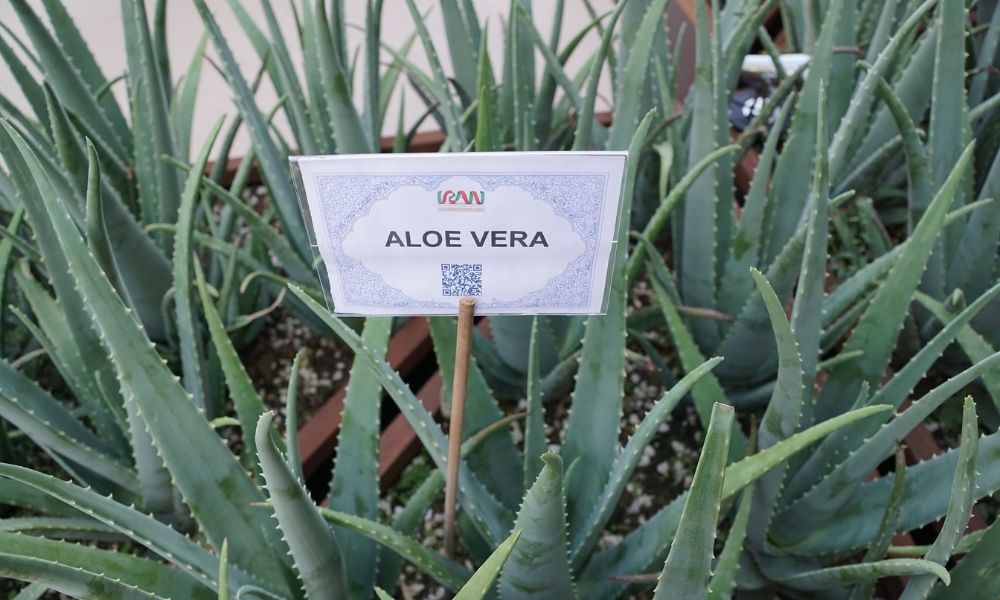 Aloe Vera Aftershave