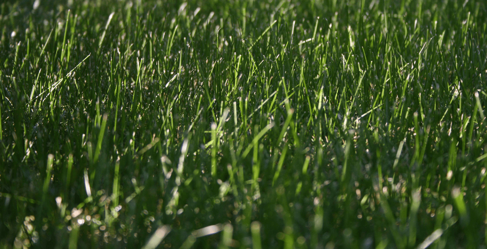 Different Types of Grass – Kentucky Bluegrass