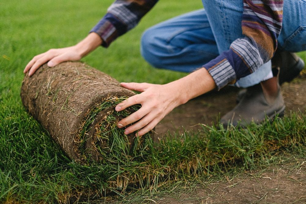 Different Types of Grass – Sod Types