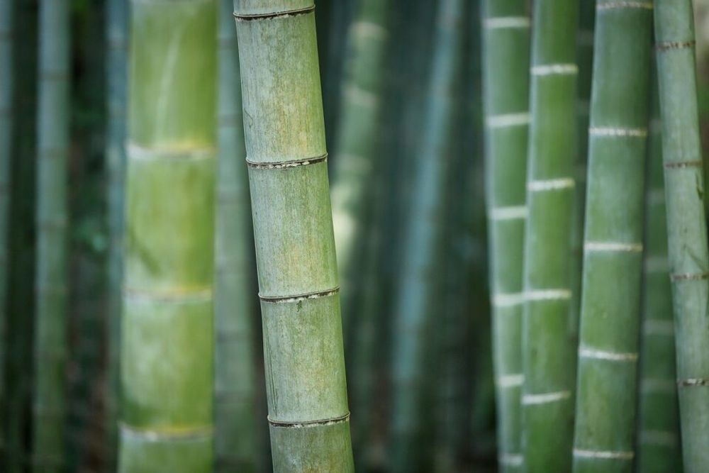 Types of Grass - Bamboo