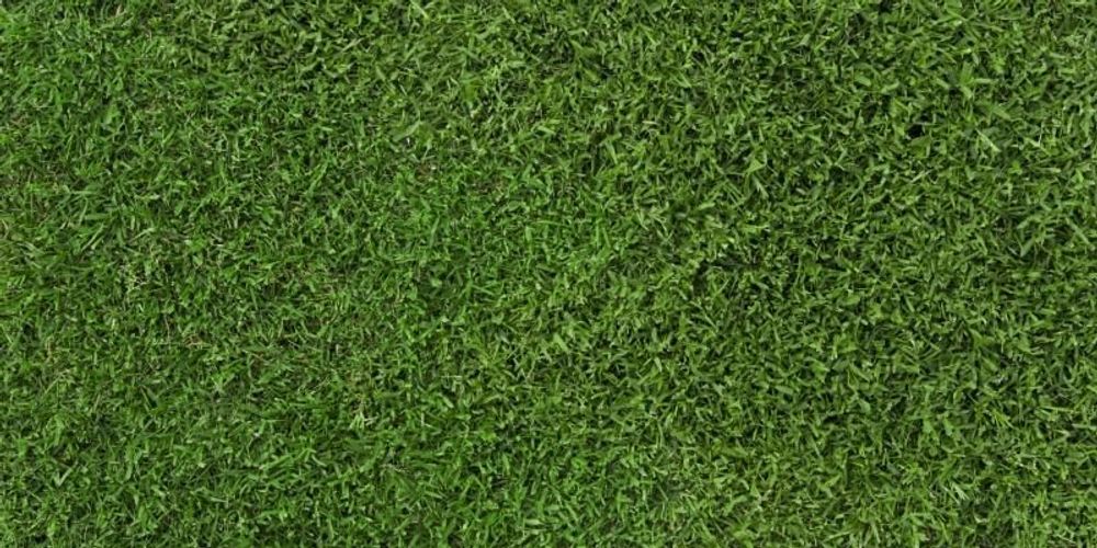 Types of Grass – Bentgrass