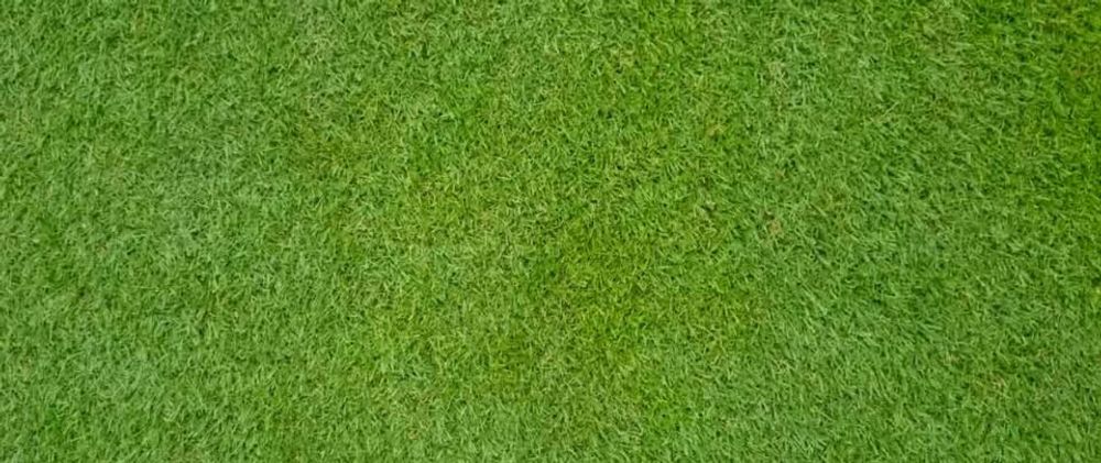 Types of Grass - Bermuda Grass