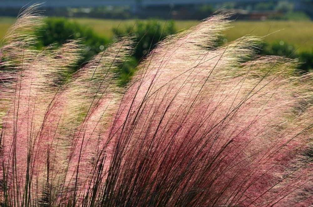 Types of Grass - Pink Muhly