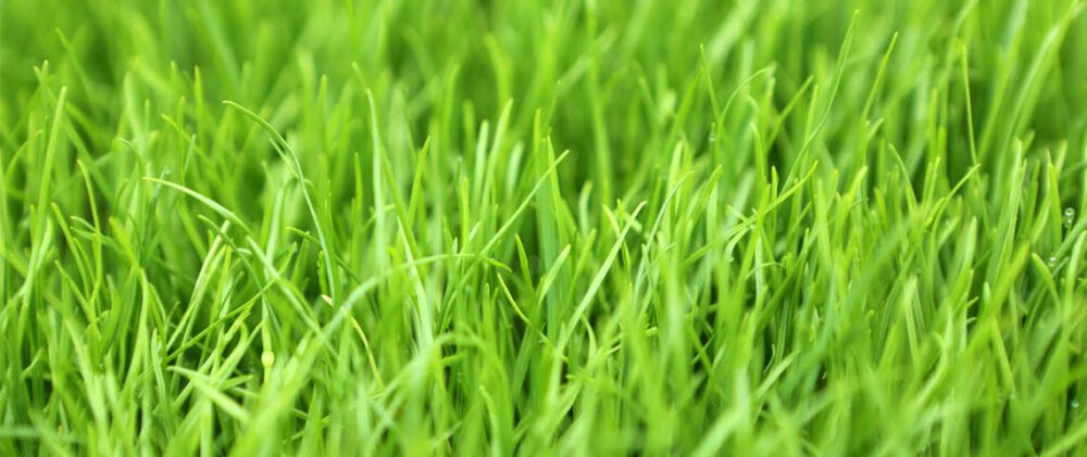 Types of Grass - Ryegrass