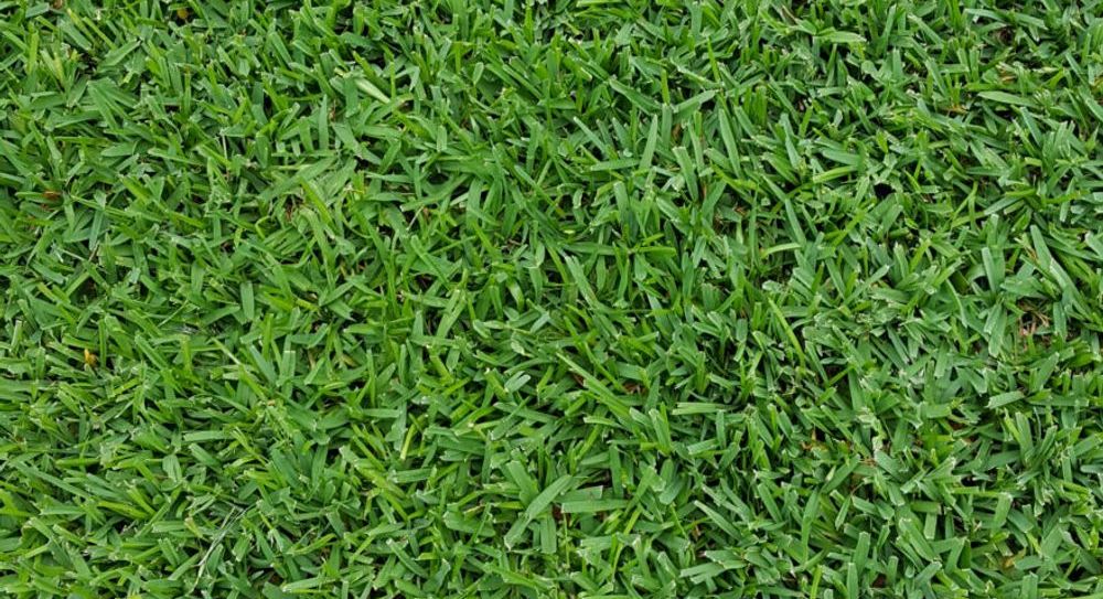 Types of Grass - St Augustine Grass