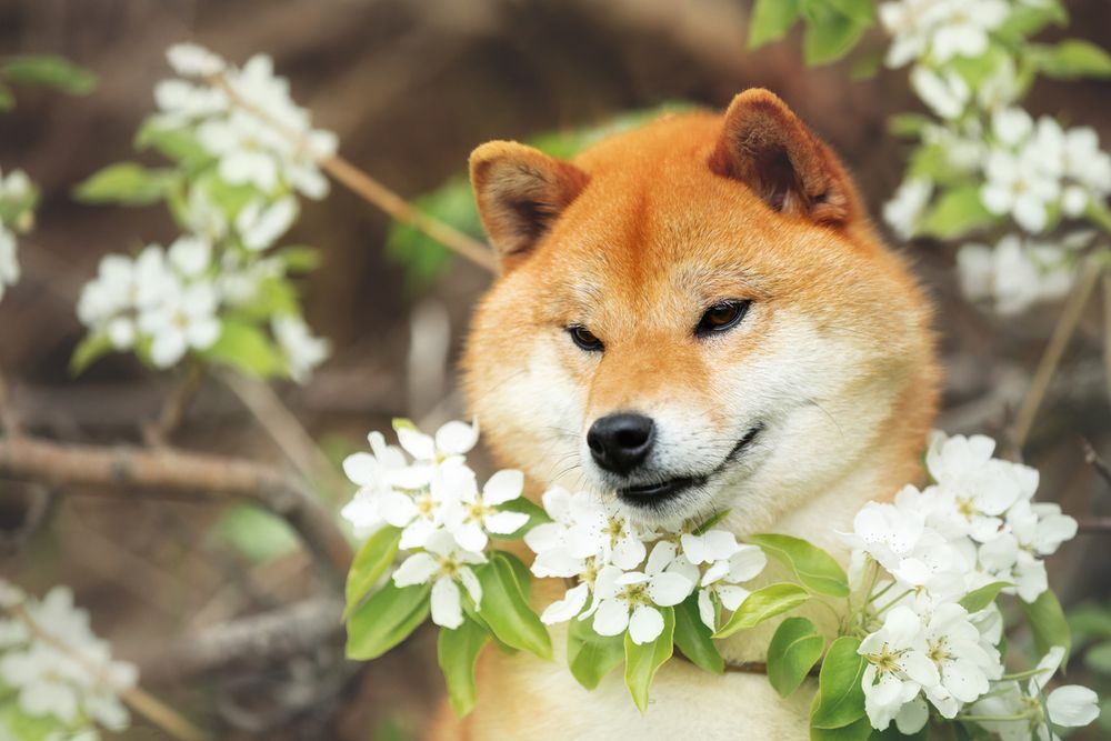 A Shiba Inu is a Gorgeous Dog