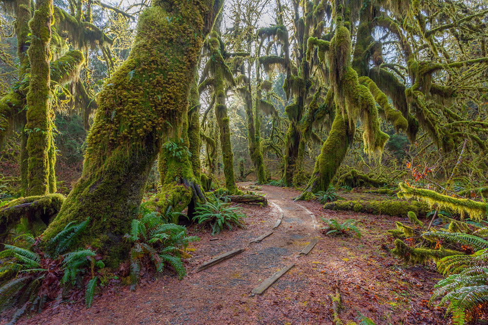 Best Places To Visit In Washington State - Olympic National Park