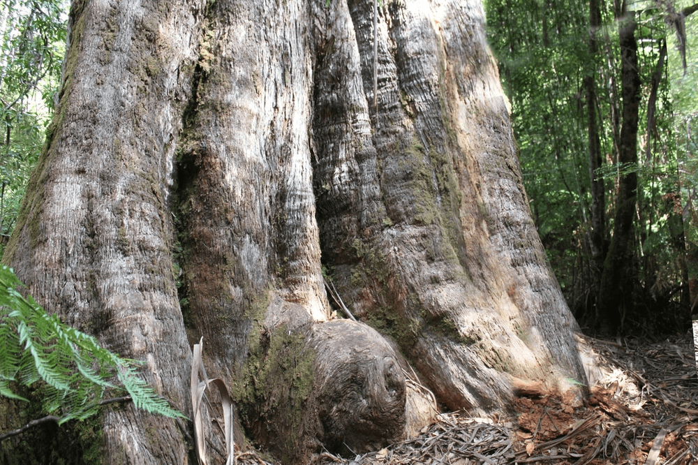Biggest Tree in the World - Centurion