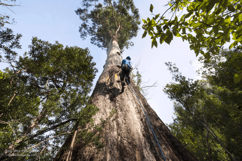 Biggest Tree in the World - Neeminah Loggorale Meena