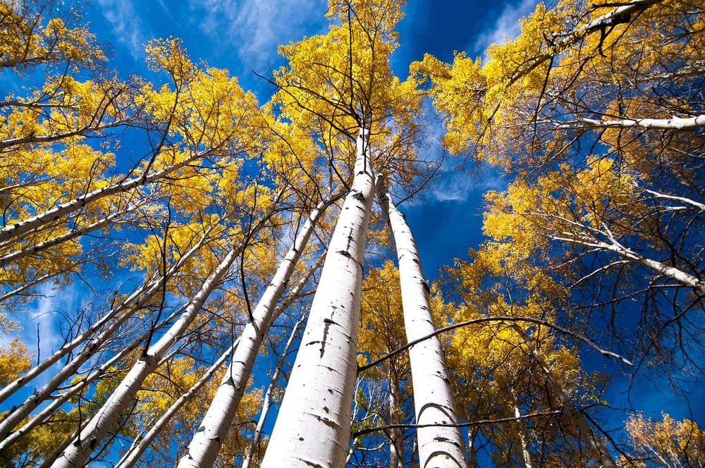 Biggest Tree in the World - Pando (1)