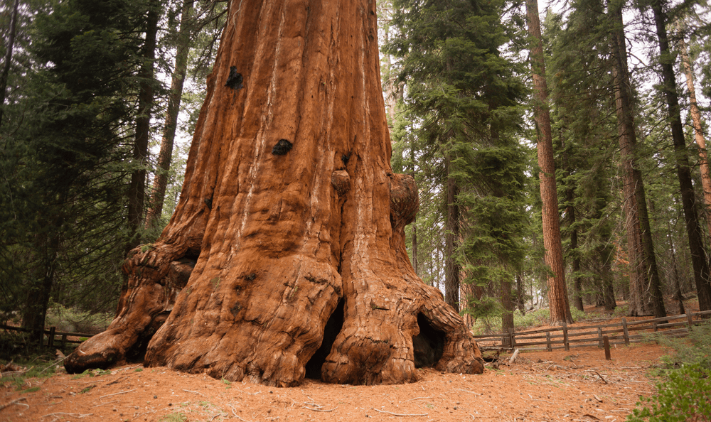 Biggest Tree in the World - Unnamed Giant Sequoia