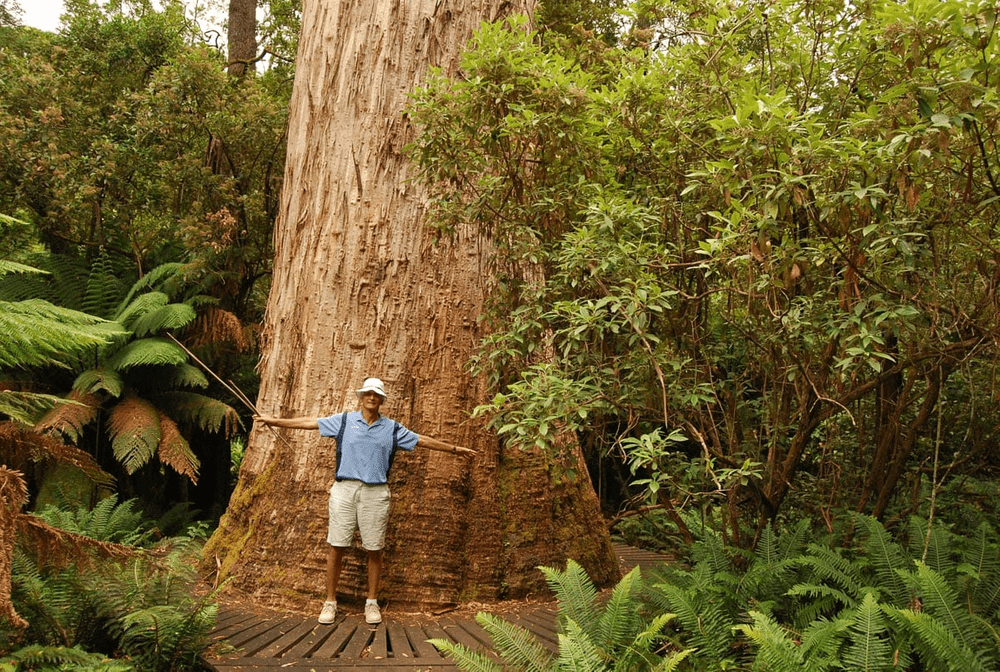 Biggest Tree in the World - White Knight