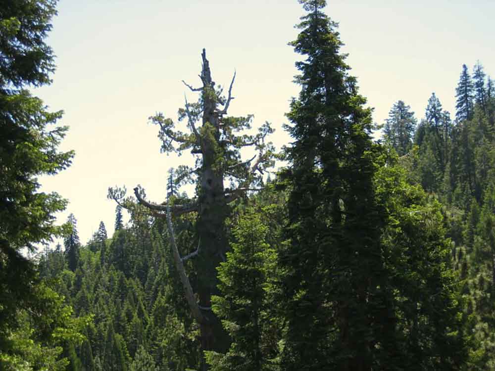 Boole Sequoia