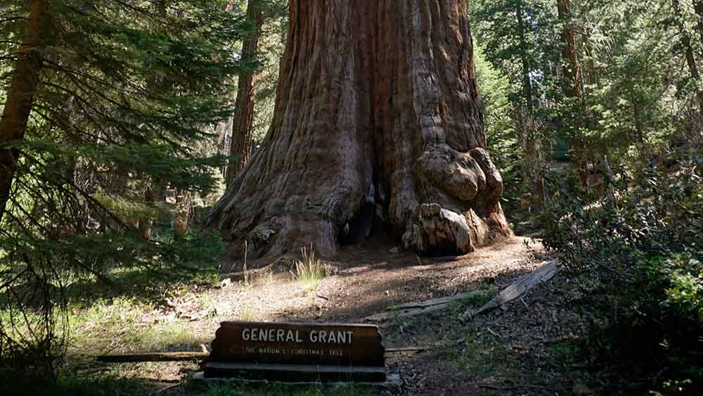 General Grant Sequoia