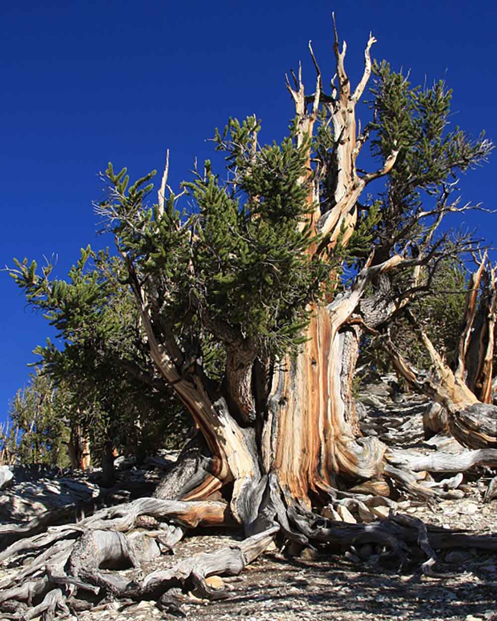 Oldest Tree - Great Basin Bristlecone Pine