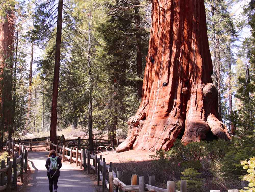 Lincoln Sequoia