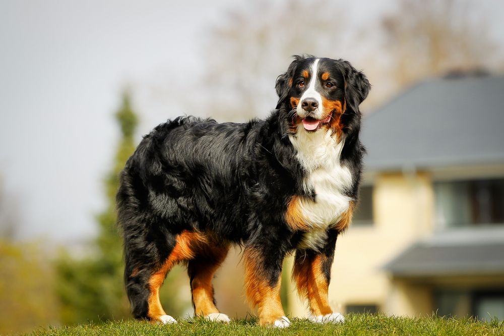 One of the Largest Yet Beautiful Dog Breeds in the World