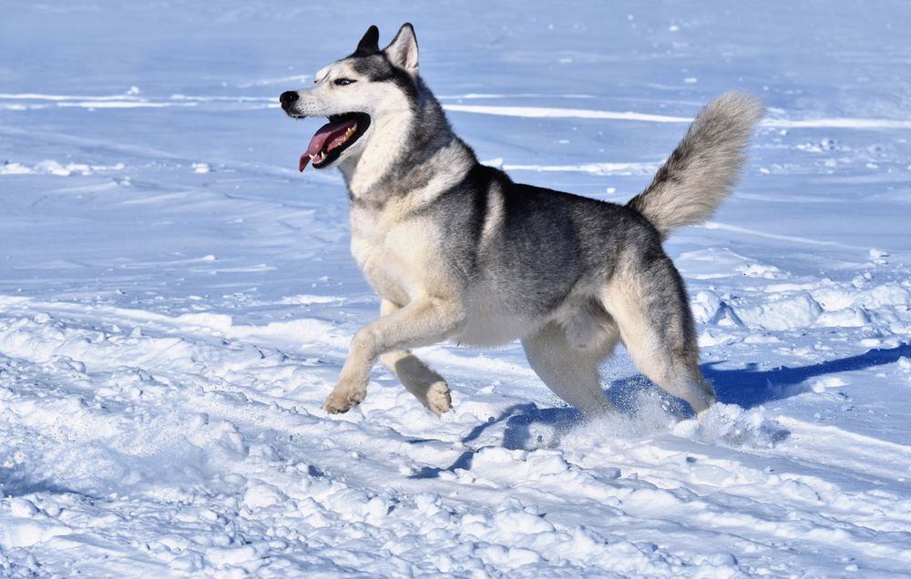 Siberian Husky the Prettiest Dog Breeds