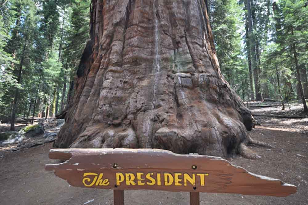 The President Sequoia