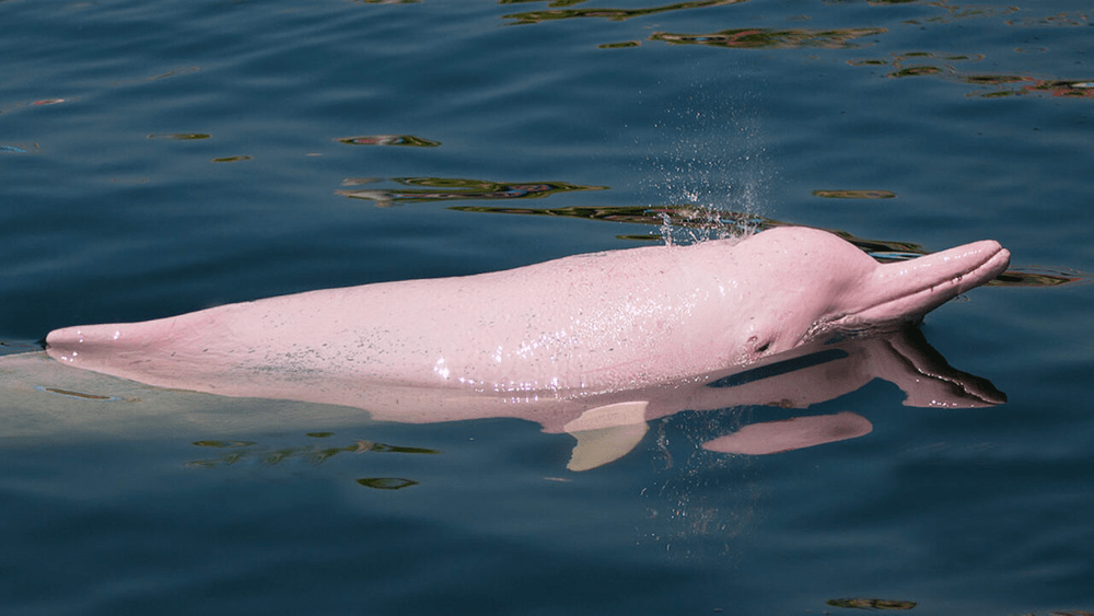 Types of Dolphin – Amazon River Dolphin