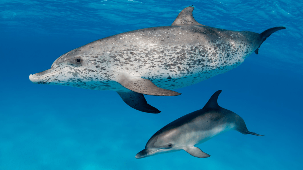 Types of Dolphin – Atlantic Spotted Dolphin