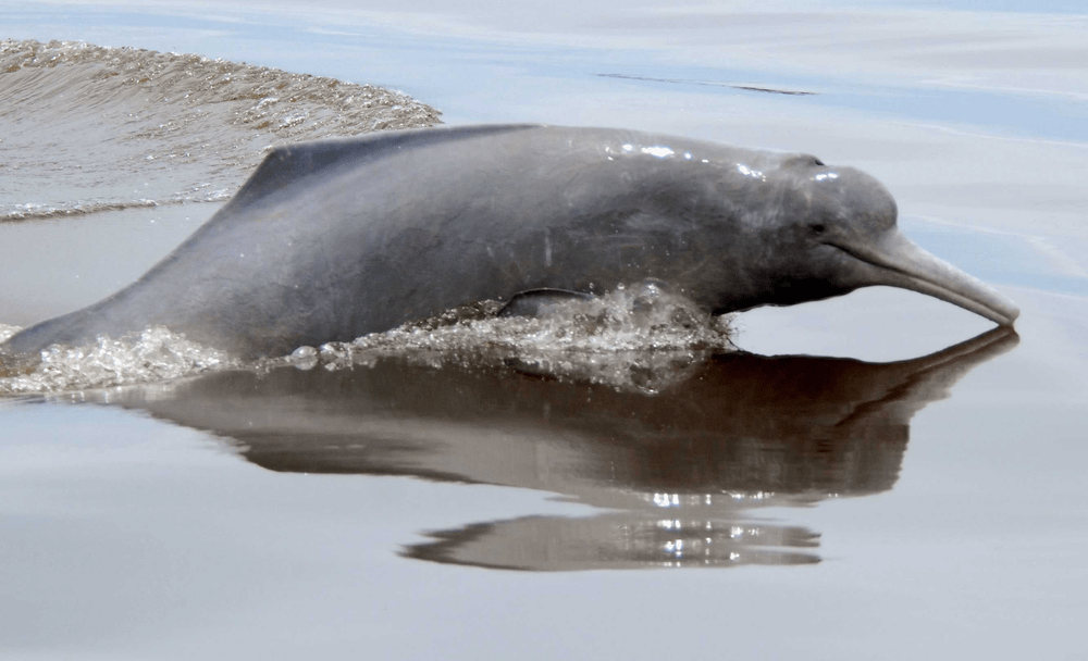 Types of Dolphin - Bolivian River Dolphin