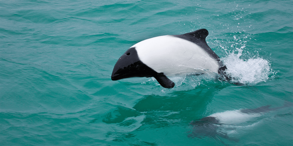 Types of Dolphin - Commersons Dolphin