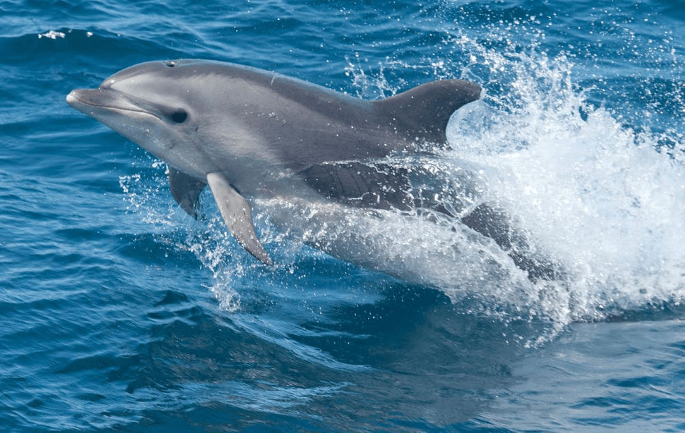 Types of Dolphin - Common Bottlenose Dolphin