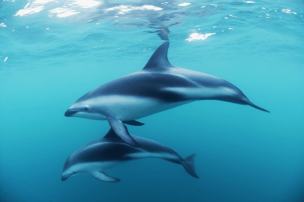 Types of Dolphin - Dusky Dolphin
