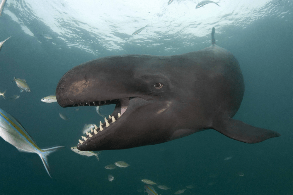 Types of Dolphin - False Killer Whales