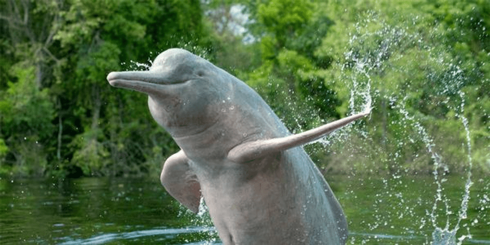 Types of Dolphin - Ganges River Dolphin