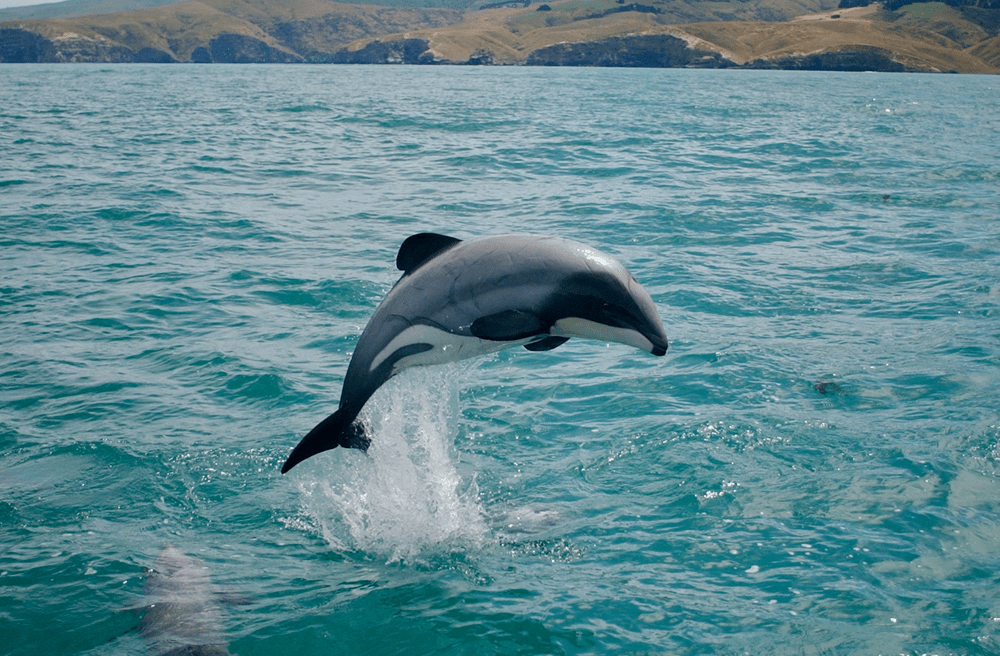 Types of Dolphin - Hectors Dolphin