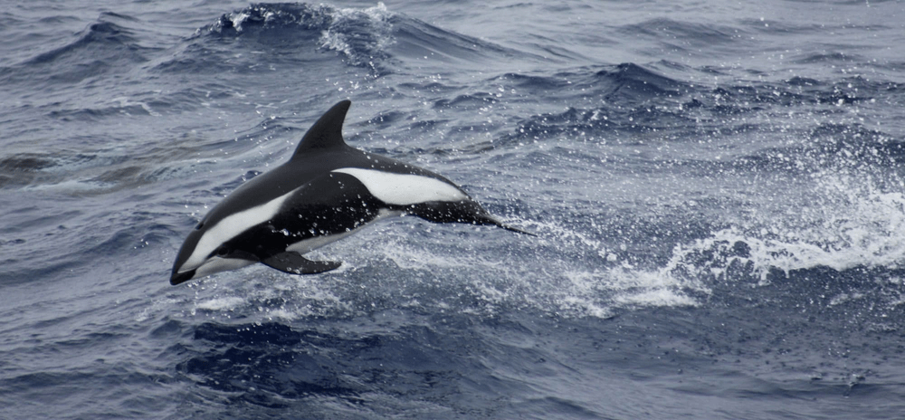 Types of Dolphin – Hourglass Dolphin