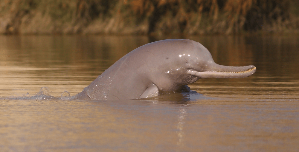 Types of Dolphin – Indus River Dolphin