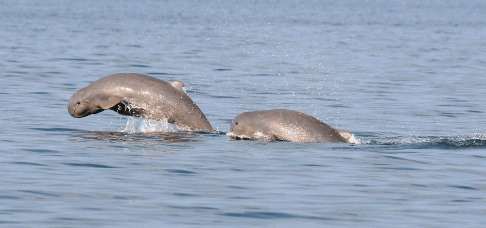 Types of Dolphin – Irrawaddy Dolphin