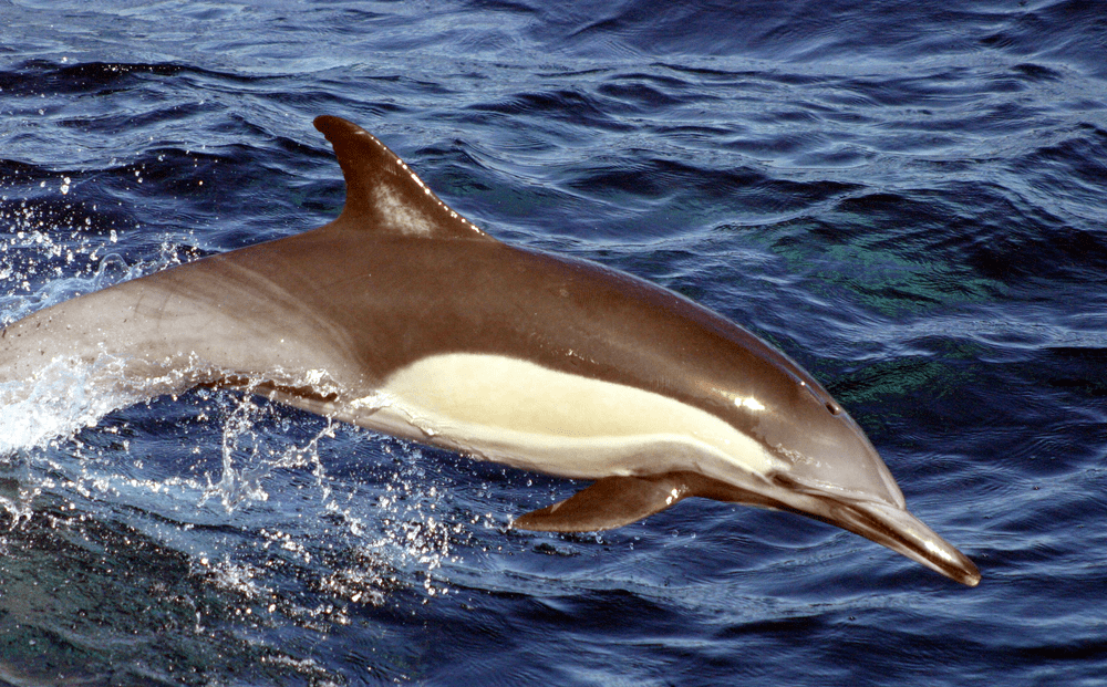 Types of Dolphin - Long Beaked Common Dolphin