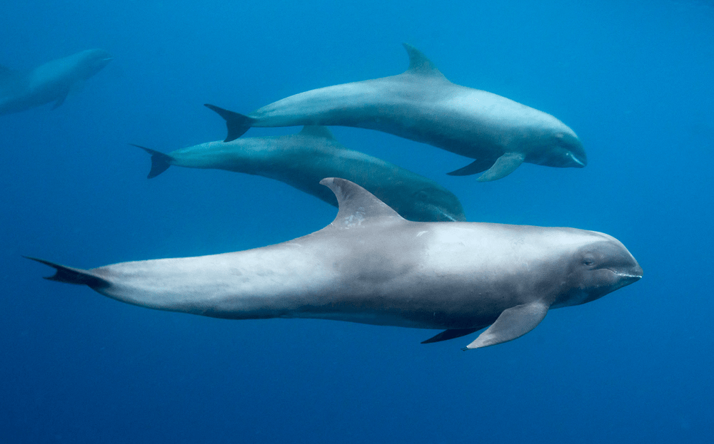 Types of Dolphin - Melon Headed Whale