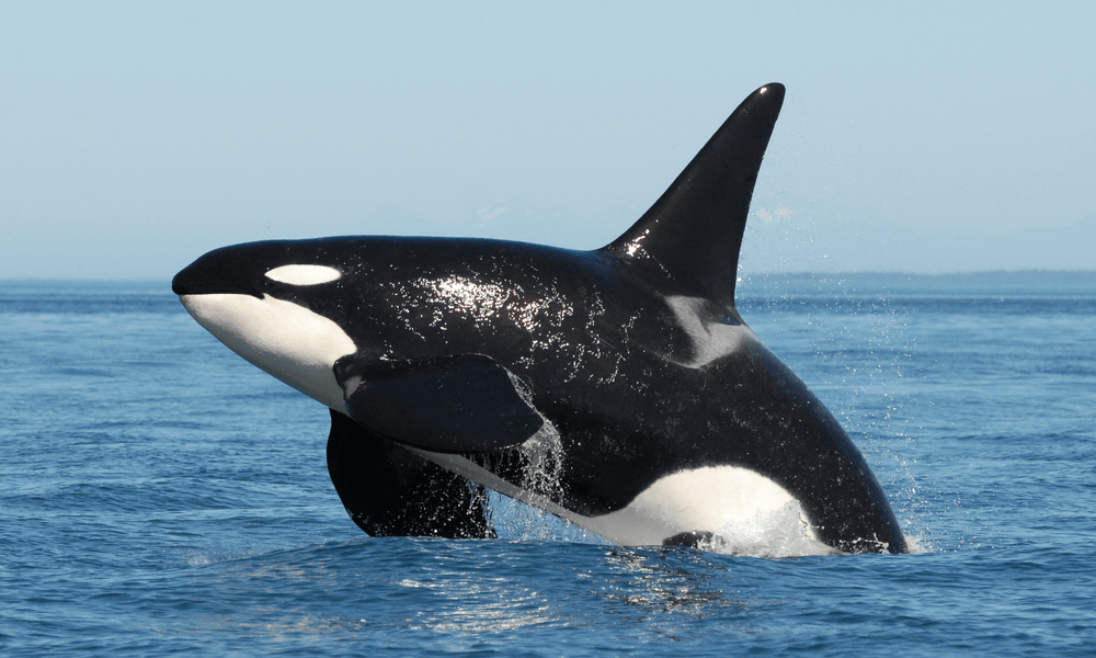 Types of Dolphin – Orcas